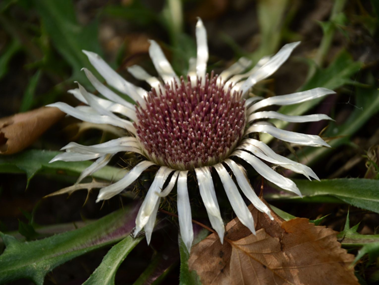 DZIEWIĘĆSIŁ BEZŁODYGOWY