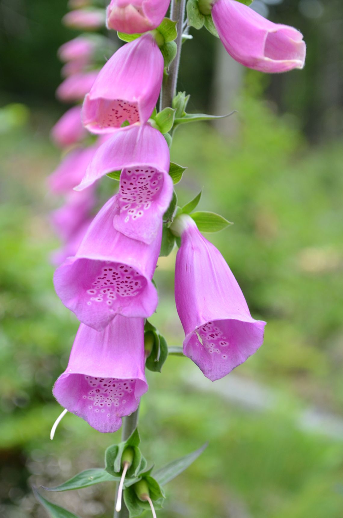 NAPARSTNICA PURPUROWA – KRÓLOWA GÓR SOWICH