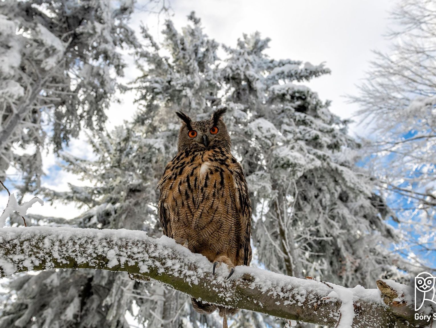 SOWY GÓRY SOWIE ZIMĄ